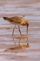 Black-tailed Godwit